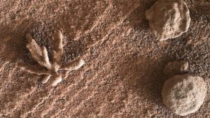 cvete v mars